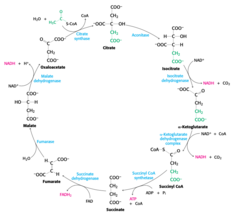 <p>Carries out 4 oxidation-reduction reactions.</p>