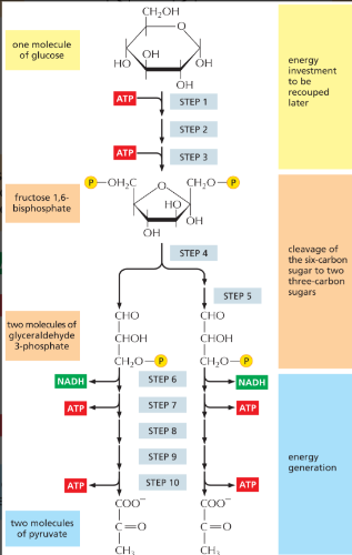 <p><strong>1 Glucose (6C)</strong></p><ul><li><p>initial energy investment (-2 ATPs) will be regenerated later</p></li></ul><p><strong>1 Fructose 1,6-bisphosphate (6C)</strong></p><ul><li><p>cleavage</p></li></ul><p><strong>2 Glyceraldehyde 3-phosphate (3C)</strong></p><ul><li><p>energy generation by the oxidation of 2 G3P => 2 NADH</p></li></ul><ul><li><p>by substrate-level phosphorylation (the transfer of a phosphate from a sugar intermediate to ADP)</p></li></ul><p>=> 4 ATP</p><p><strong>2 Pyruvate (3C) (product of glycolysis)</strong></p><p></p>