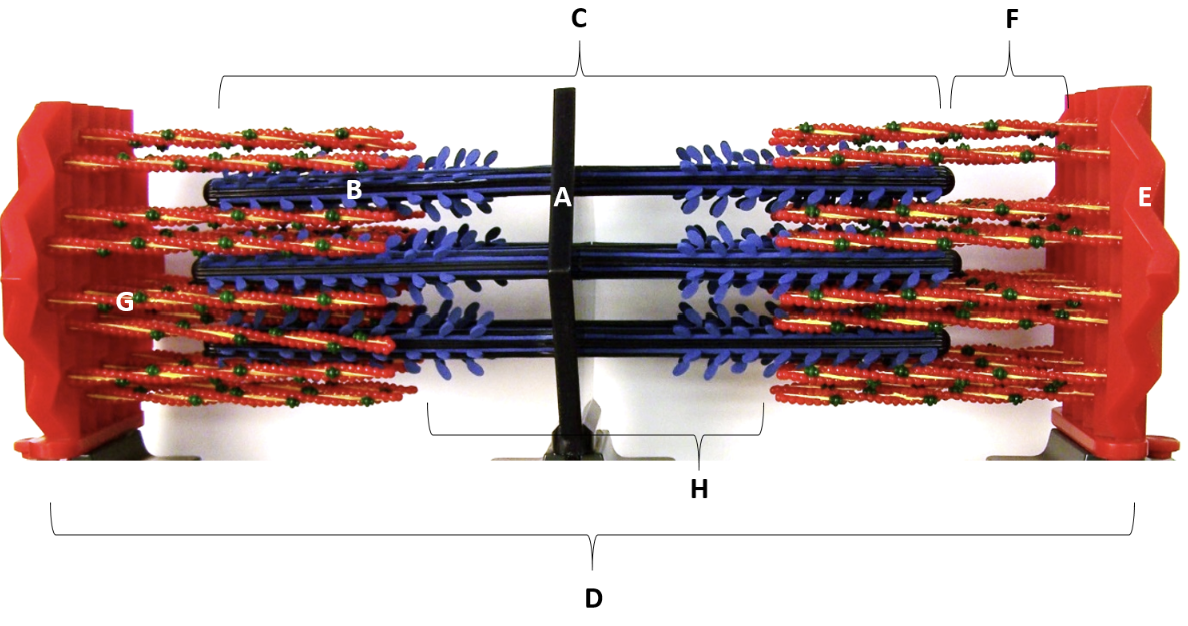 <p>Name the sarcomere model?</p>