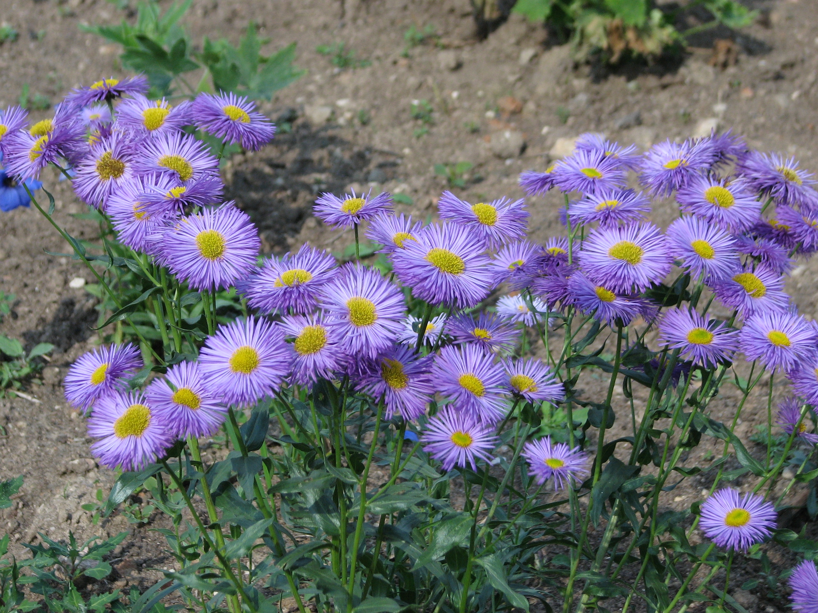 <p>Stems upright, clumping, usually sparsely hairy, approximately 12-32” tall. Basal leaves. Ray flowers numerous, narrow, lavender to violet-blue, surrounding yellow disk flowers. Fruit: tuft of fine white bristles</p>