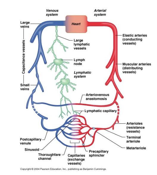 <p>What is the closed transport system in order?</p>