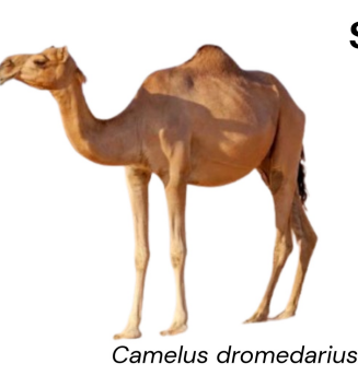 <ul><li><p>Meat and milk, transport, wool, hair and hide</p></li><li><p>Arabian Peninsula</p></li><li><p>Dark pigment withers top shoulder, top of neck, dorsal, footpad, and toes, and tip of the hump</p></li></ul><p></p>
