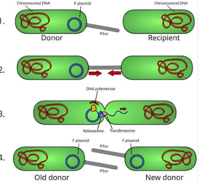 <p>-T<span>he one-way transfer of DNA between bacteria in cellular contact</span></p><p><span>-Plasmid, Pilus forms and plasmid copy travels through into another bacteria.</span></p><p><span>-</span><span style="background-color: transparent;">Physical touch via pilus&nbsp;</span></p>