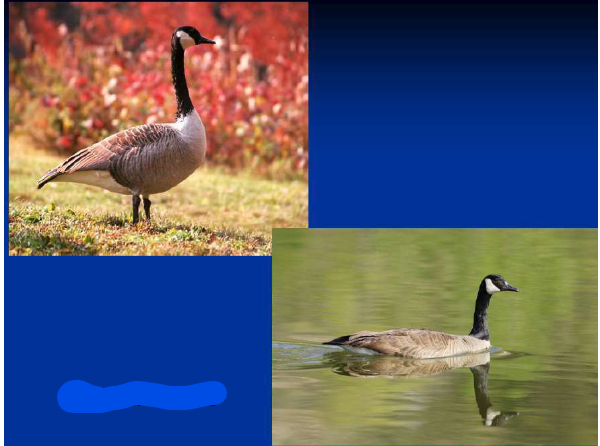 <p>What is the Order, Family, Subfamily and Common name of this vertebrate?</p>