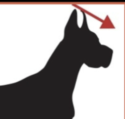 <p><span>Within the head towards the nose or muzzle</span></p>