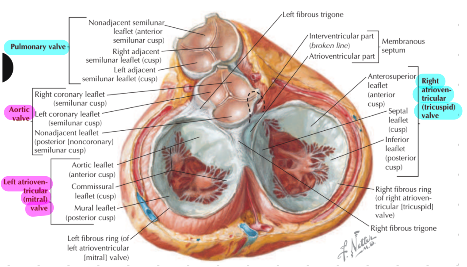 <p>Attached to fibrous collagen rings → Fibrous heart skeleton</p><ul><li><p>Separate atrial and ventricular myocardia</p></li></ul><p>Atrioventricular (AV) and semilunar (SL) valves</p>