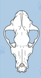 <p>Shape?</p>
