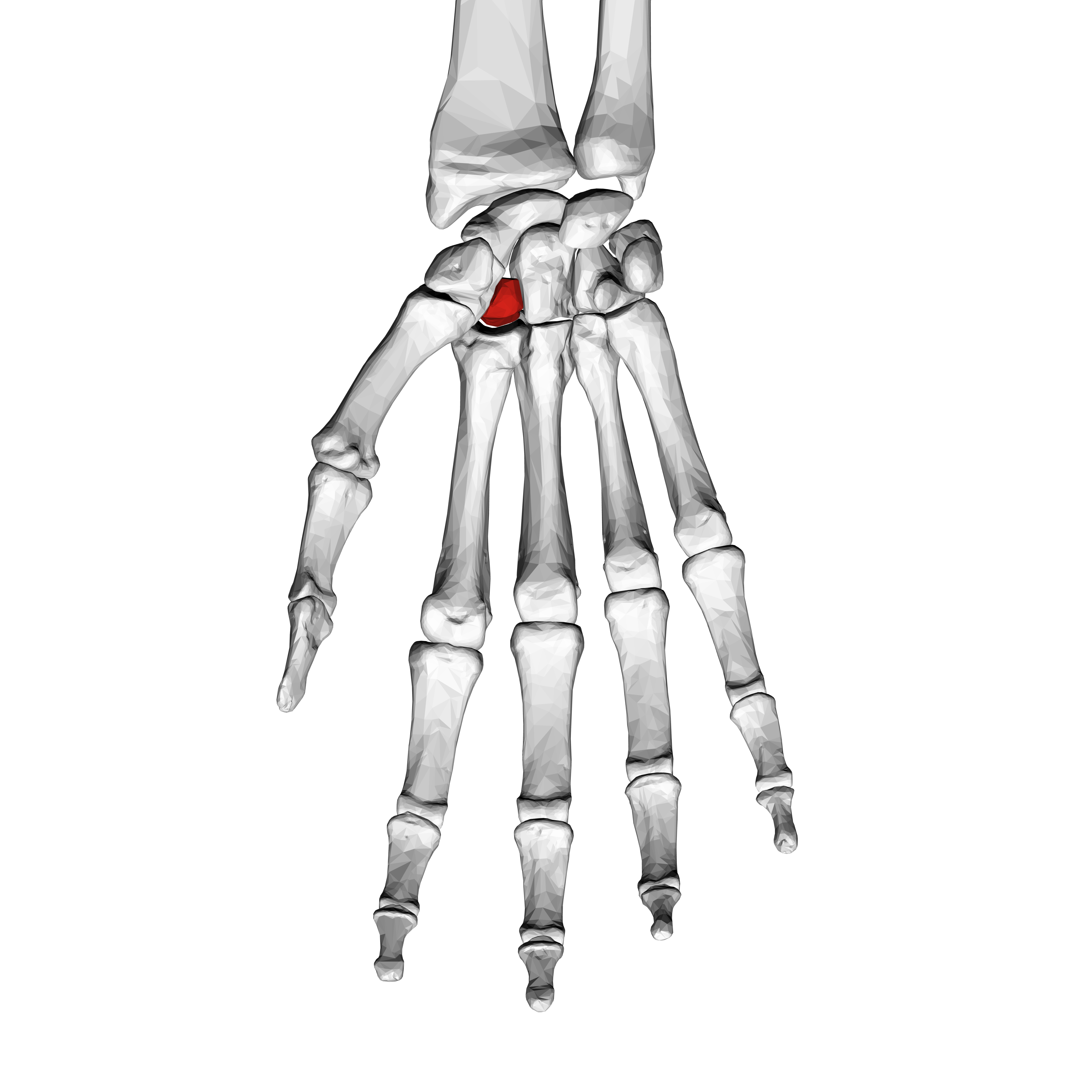 <p>Which carpal bone is this</p>