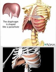 <p>increases the size of the thoracic cavity</p>