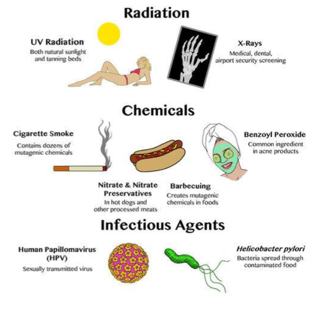 <p>external mutagens</p>