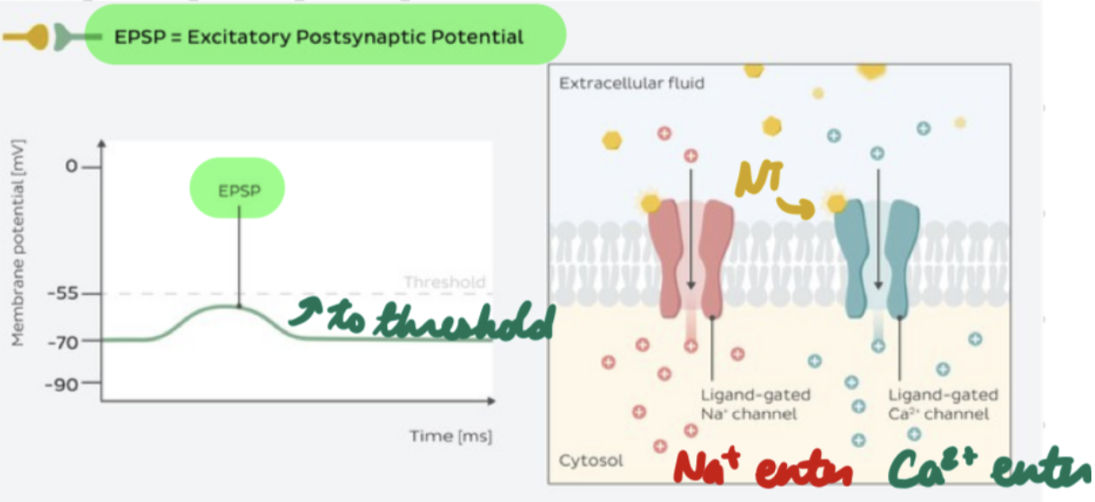 <p>Depolarizing potential</p><ol><li><p>Post-synaptic receptors open = Cations enter</p></li><li><p>Summation = Post-synaptic neuron reach threshold potential = AP firing</p></li></ol><p>NTs: ACh, NMDA, dopamine, glutamate</p><p>Ex: NMJ, nicotinic synapses, NMDA synapses</p>