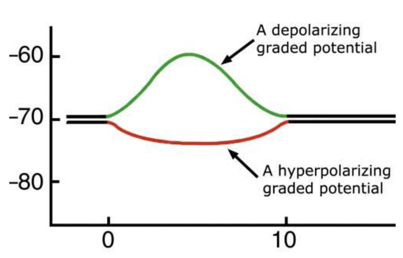 <ul><li><p>Start at the neuron’s RMP, usually around -70 mV</p></li></ul><p></p><ul><li><p>Depolarizing graded potential</p><ul><li><p>Inside becomes less negative</p></li><li><p>Example: -70 mV → -60 mV</p></li><li><p>Moves the neuron closer to firing an action potential</p></li></ul></li></ul><p></p><ul><li><p>Hyperpolarizing graded potential</p><ul><li><p>Inside becomes more negative</p></li><li><p>Example: -70 mV → -80 mV</p></li><li><p>Moves the neuron farther away from firing an action potential</p></li></ul></li></ul><p></p>