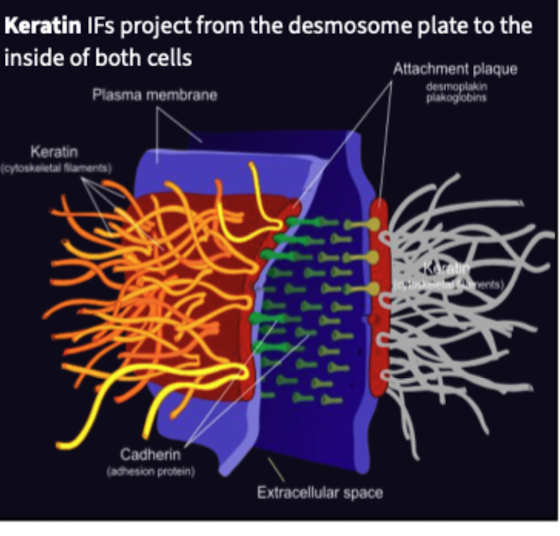 <ul><li><p>Intermediate filament protein that provides high tensile strength to keep cells together</p></li><li><p>Velcro portion of desmosomes are made of Keratin</p></li><li><p>claws, horns, beaks, feather, hair and nails </p></li></ul><p></p>