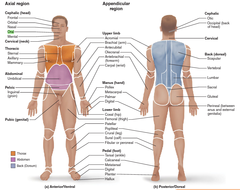 <p>Groin area</p>