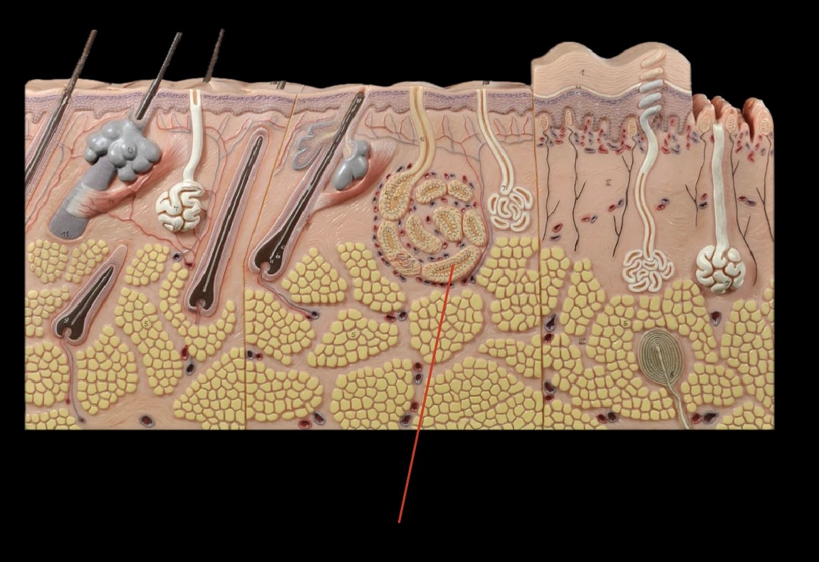 <p>What gland is this?</p>