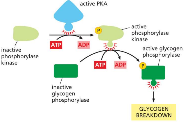 <p>PKA phosphorylates downstream targets related to the specific cellular event</p>