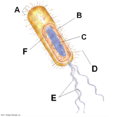 <p>(E) long, few, whiplike tails of membrane-covered microtubules that move cells</p>