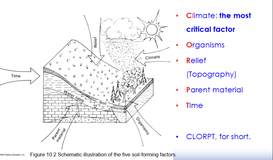 <ul><li><p><strong>Cl</strong>imate: the most critical factor</p></li><li><p><strong>O</strong>rganisms</p></li><li><p><strong>R</strong>elief (Topography)</p></li><li><p><strong>P</strong>arent material</p></li><li><p><strong>T</strong>ime</p></li></ul><p></p><p>CLORPT, for short</p>