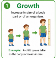 <p>An increase in the size of the whole body or one of its parts.<br>Example: Bones and muscles get larger as a child grows.</p>