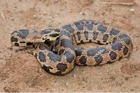 <p>Colubridae. Found in NE and NW corners of Missouri</p>
