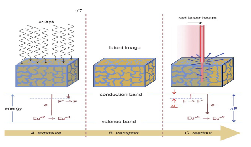 <ul><li><p>A: x-rays are absorbed in the storage phosphor, electrons reach the conduction band</p></li><li><p>B: electrons are trapped in this high-energy state</p></li><li><p>C: red laser provides the trapped electrons to be excited, some of them will drop down to the valence band, emitting blue light during the transition </p></li></ul><p></p>