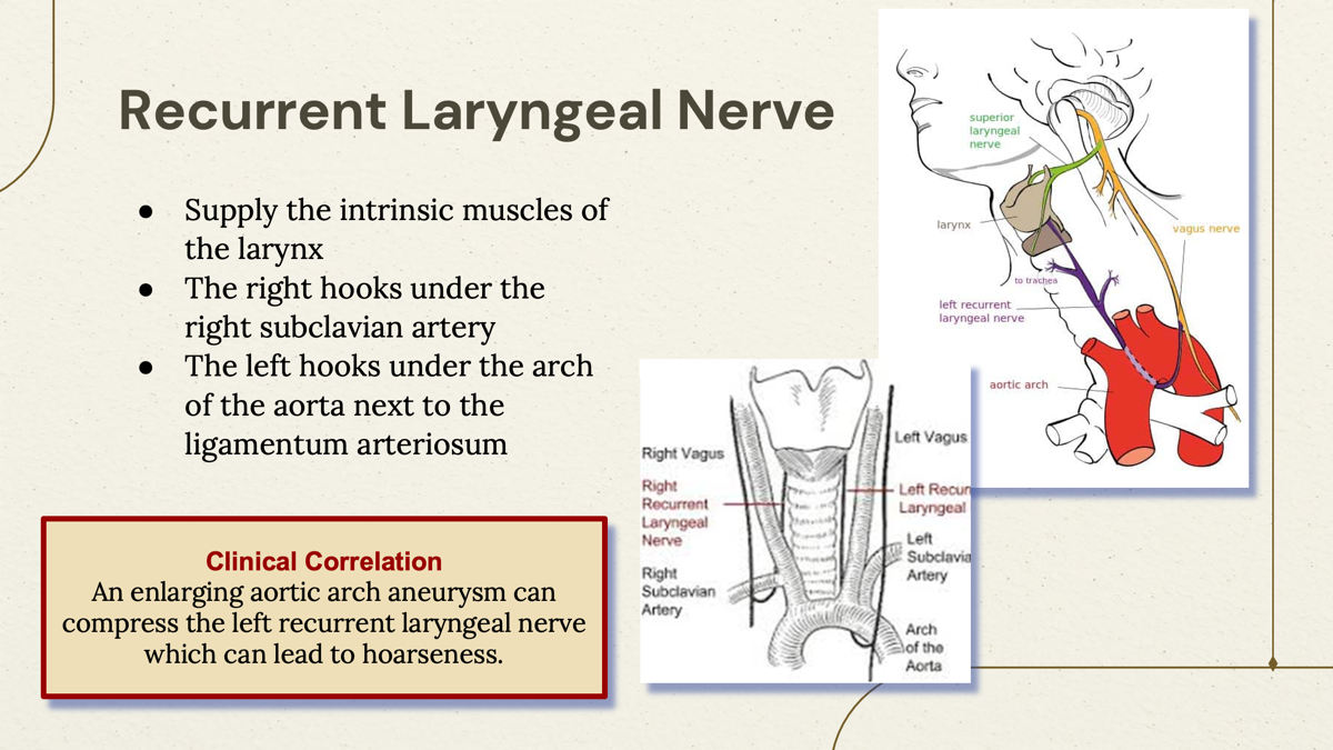 <p><span>Recurrent Laryngeal Nerve </span></p>