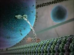 <p>Anterograde transport, moving materials from the cell body toward axon terminals.</p>