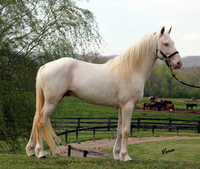 <p>cremello</p>