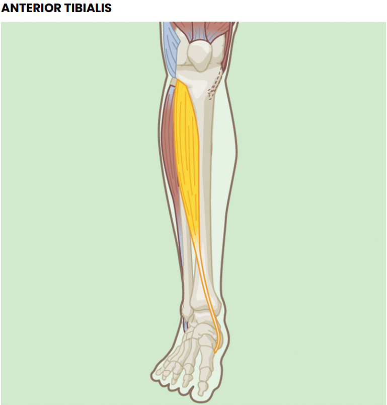 <p>Anterior tibialis: Eccentric Function</p>