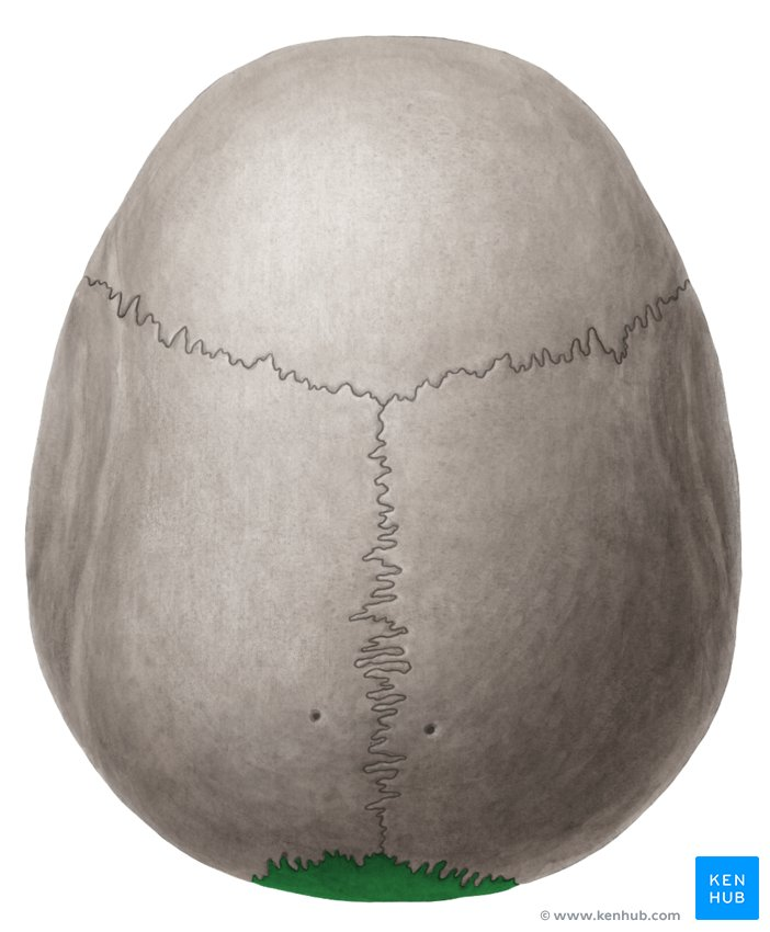 <p>the roof of the neurocranium </p>