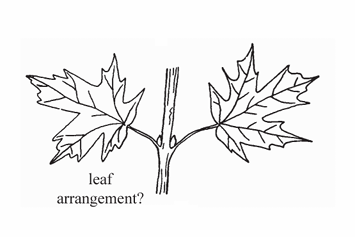 <p>A leaf arrangement where two leaves are produced at the same node on opposite sides of the stem.</p>