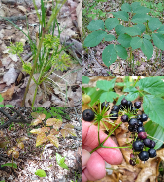 <p><em>Aralia nudicaulis</em></p>