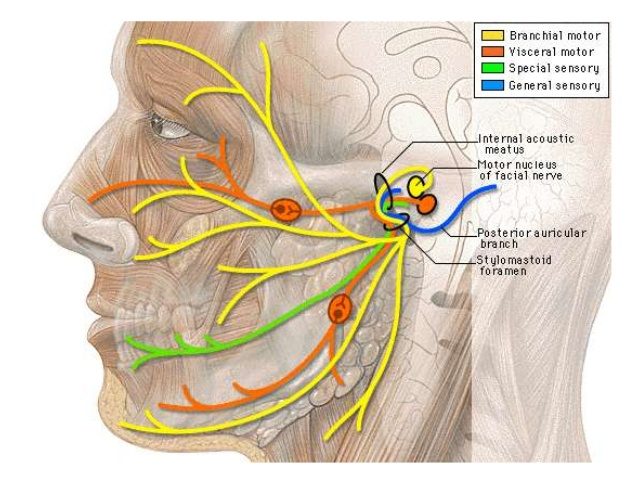 <p>-sziklacsonton belüli ágak:</p><ol><li><p><strong>N. petrosus major</strong> (hiatus canalis nervi petrosi majoris és a koponyát a foramen lacerumon hagyja el — canalis pterygoideus itt alkotja a nervus canalis pterygoidei/Vidianus ideg) = paraszimpatikus rostokat visz a ggl. pterygopalatinumhoz</p></li><li><p><strong>Chorda tympani</strong> (dobüreg — fissura pterygotimpanica — infratemporalis tájékben a nervus lingualishoz csatlakozik ) = ízlelő és paraszimpatikus rostokat szállít a submandibularis és sublingualis nyálmirigyekhez</p></li></ol><p></p>