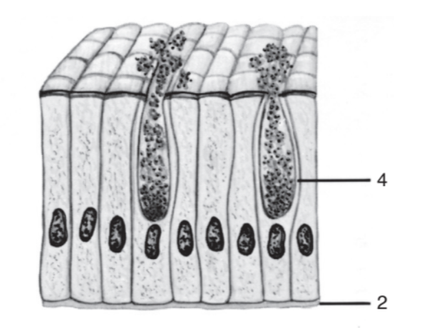 <p>What epithelial tissue?</p>