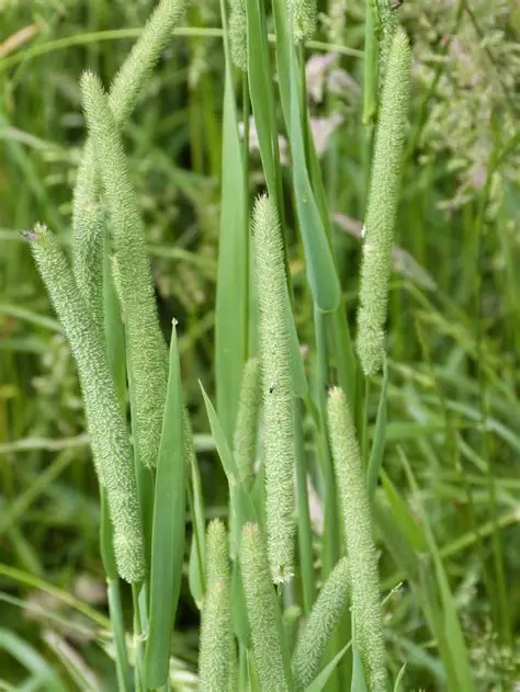 <p>Timothy grass</p>