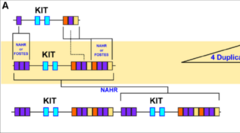 <p>ex. CNV, coat color in pigs controlled by stem cell. CNV duplications of regulatory elements up+downstream of KIT gene locus</p>