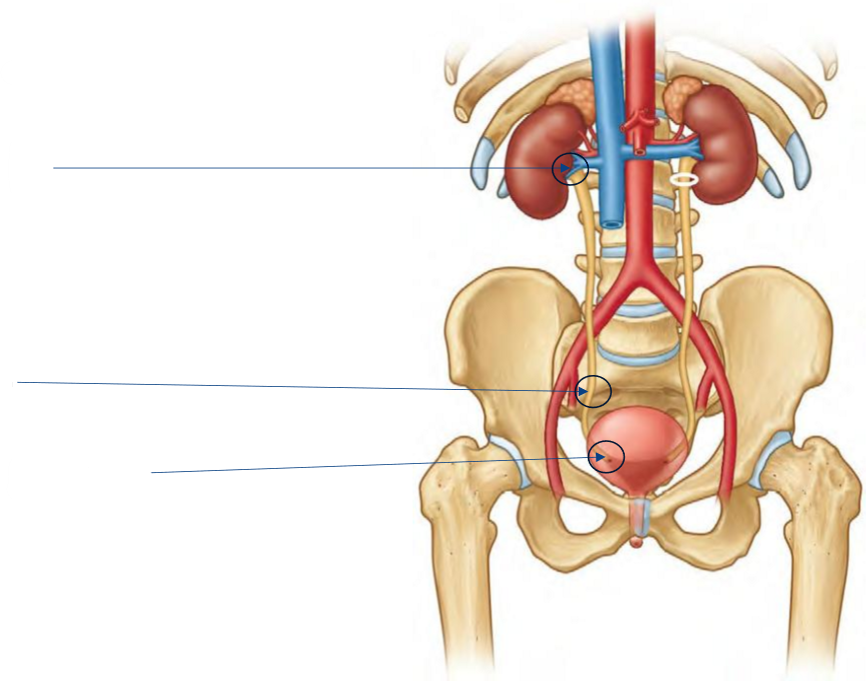 <p>Label the following diagram of the constrictions along the ureters</p>