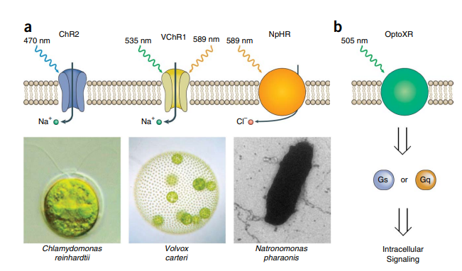<p>ionic- ChR2, VChR1, NpHR</p><p>G- synthetic rhodopsins (intracellular loops of bovine rhodopsin replaced w loops of GPCRs- light activated) OptoXR</p>