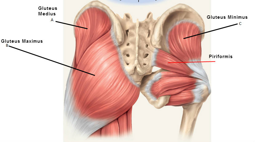 <p>deep to glute max, superior to minimus</p><ul><li><p>origin</p><ul><li><p>external ilium [btwn anterior &amp; posterior gluteal lines]</p></li></ul></li><li><p>insertion</p><ul><li><p>lateral surface of greater trochanter</p></li></ul></li><li><p>innervation</p><ul><li><p>superior gluteal nerve [L5, S1]</p></li></ul></li><li><p>action</p><ul><li><p>abducts &amp; medially rotates thigh</p></li><li><p>stabilizes pelvis in gait</p></li></ul></li><li><p>clinical</p><ul><li><p>weakness → Trendenlenburg gait</p></li><li><p>target for deep intramuscular injections [upper outer quadrant]</p></li></ul></li></ul><p></p>