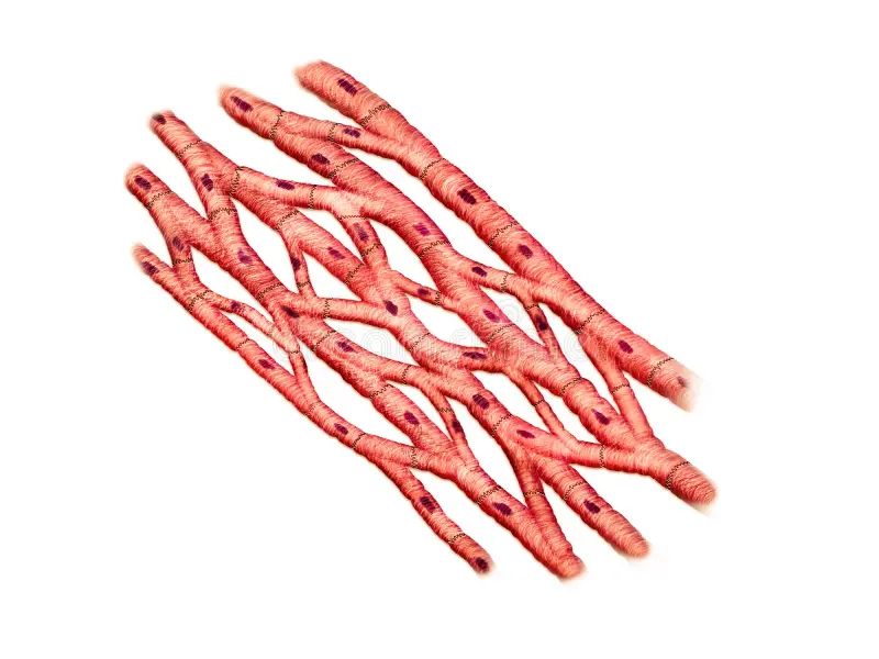 <p></p><ul><li><p><span style="background-color: transparent; font-family: "Cormorant Garamond", serif;">Hjärtat är uppbyggt av hjärtmuskelceller. </span></p><ul><li><p><span style="background-color: transparent; font-family: "Cormorant Garamond", serif;">Hjärtmuskelceller har en hög andel myoglobin som kan lagra syre</span></p></li><li><p><span style="background-color: transparent; font-family: "Cormorant Garamond", serif;">och består av en stor mängd mitokondrier.</span></p></li></ul></li></ul><p></p>