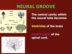 <p>Neural groove</p>