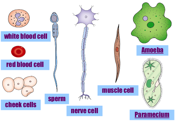 <p>Kinds of Animal Cells</p>