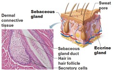 <p>Secretes lipid coating that lubricated hair shaft & epidermis</p>