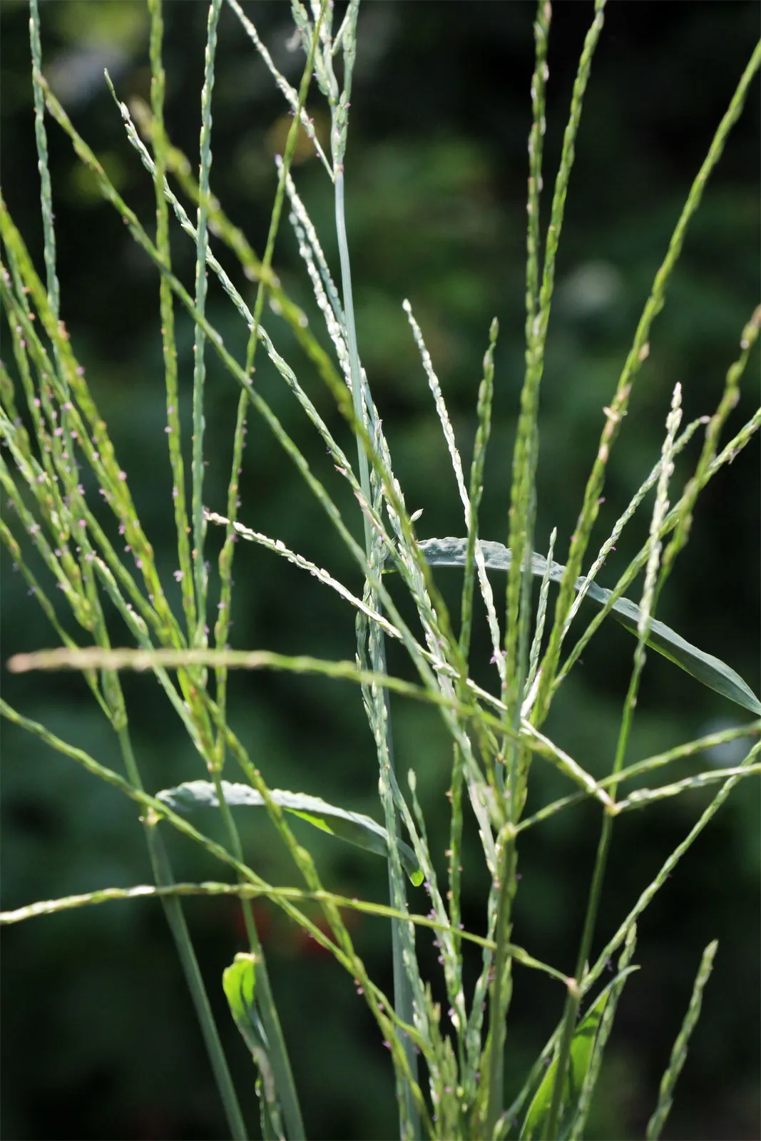 <p>Identify the <strong>grass weed</strong></p>