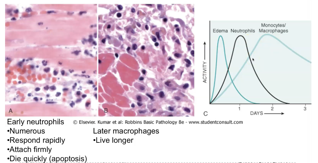 <p>The inflammatory response is composed of <strong>vascular changes</strong> (vasodilation and increased permeability), <strong>cellular events</strong> (recruitment and activation of leukocytes—mainly neutrophils in acute inflammation), and a wide range of <strong>chemical mediators</strong> (histamine, prostaglandins, leukotrienes, cytokines, complement). Together, these components work to deliver plasma proteins and leukocytes to the site of injury, eliminate the offending agent, and initiate tissue repair. The exact composition varies with the type and duration of inflammation, but these three pillars—<strong>vessels, cells, mediators</strong>—are always present.</p>