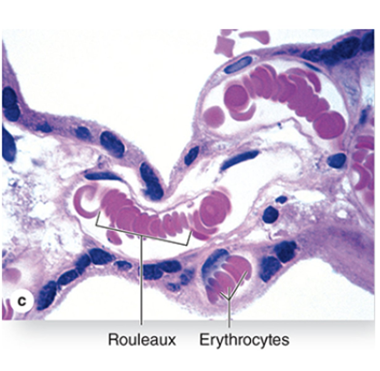 <p>What shape do erythrocytes adopt at capillary bifurcations?</p>
