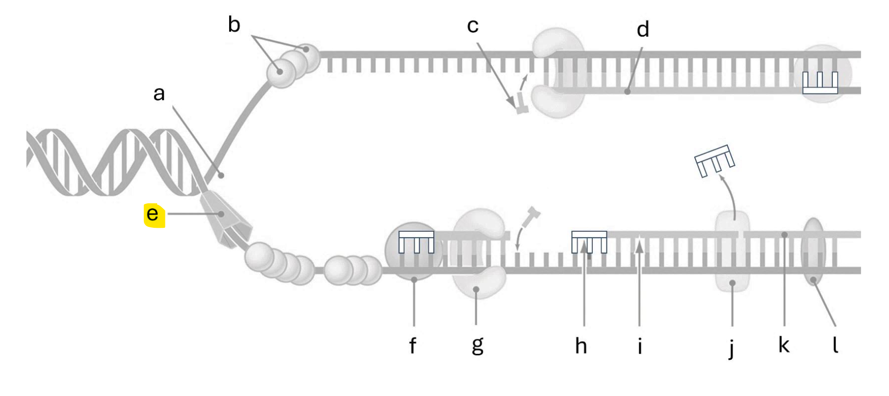 <p>Helicase</p>