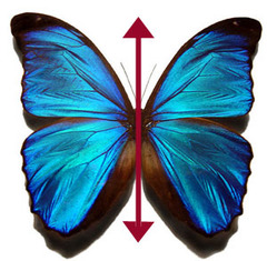 <p>the property of being divisible into symmetrical halves on either side of a unique plane.</p>