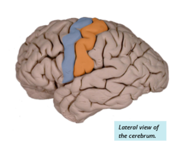 <p><strong>Precentral Gyrus (Motor Cortex):</strong> Responsible for sending motor output signals. It is located anteriorly to the central sulcus (Blue). </p><p><strong>Postcentral Gyrus (Somatosensory Cortex):</strong> Responsible for receiving sensory input related to touch and feel. It is located posteriorly to the central sulcus (Orange).</p>