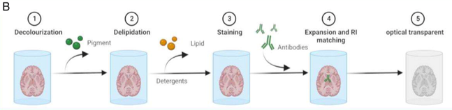 <ol><li><p>sample is decolourised </p></li><li><p>detergent is used to remove lipids </p></li><li><p>samples is then stained </p></li><li><p>placed in RI matching water soluble reagent </p></li></ol><p></p><p><strong>no dehydration step but can cause tissue enlargement</strong></p>
